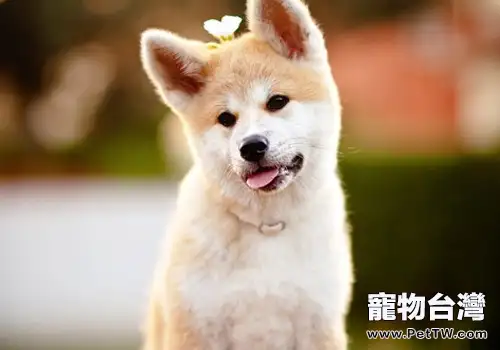 怎麼做好狗狗的口腔防護