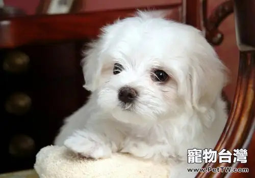 室內、外養犬的優缺點