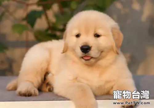 關於狗狗放屁的一些問題