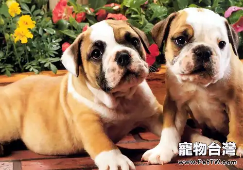 狗狗發情期要注意哪些問題 狗狗發情期要注意哪些問題