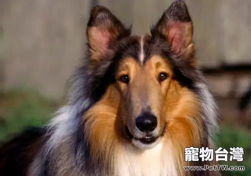 狗狗發情期要注意哪些問題(共2張圖片)-寵物台灣