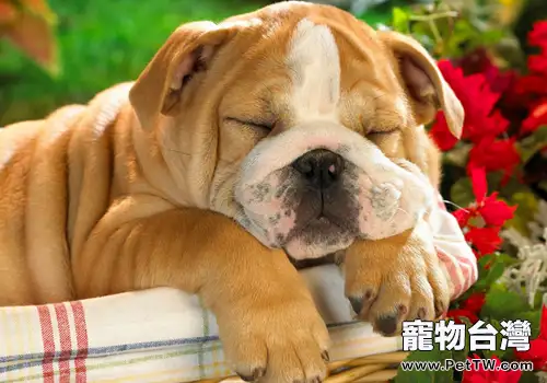 怎麼與狗狗遊戲