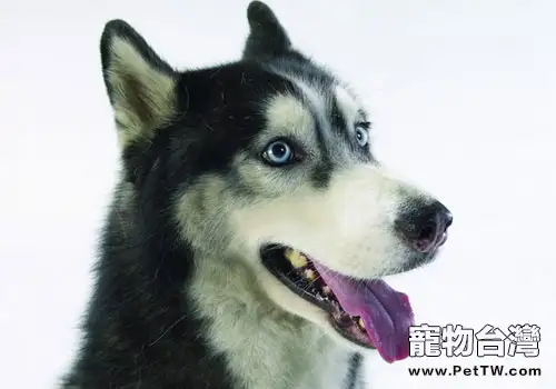 哈士奇真的可以扮狼嗎?(1圖)-寵物台灣