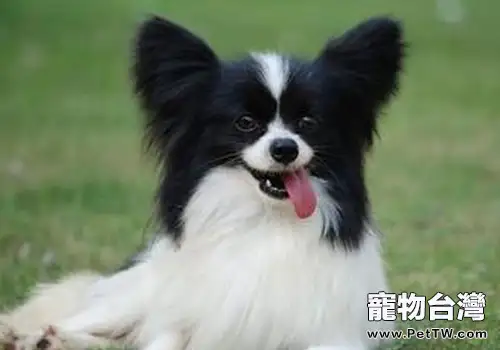 蝴蝶犬多吃糖有什麼危害