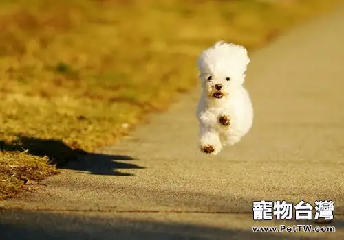 造成狗狗心理異常的因素有哪些