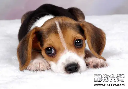 造成狗狗心理異常的因素有哪些