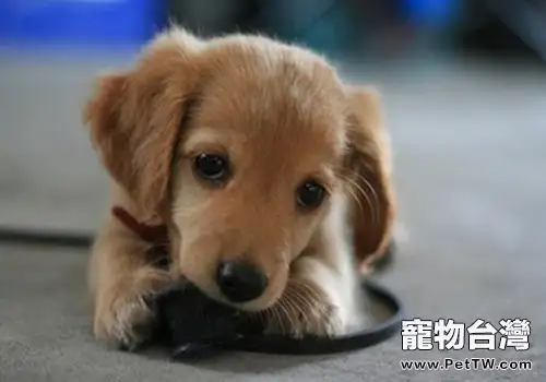 狗狗得骨軟骨病怎麼辦(1圖)-寵物台灣