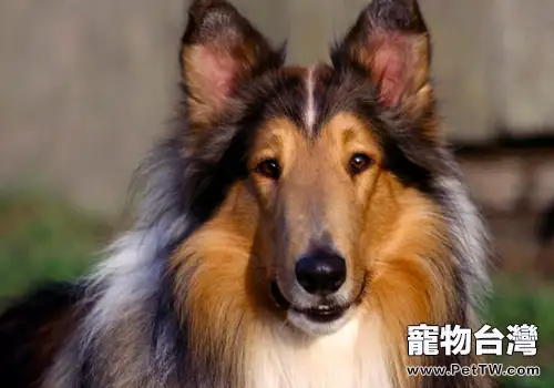 公共場合怎麼管理好狗狗