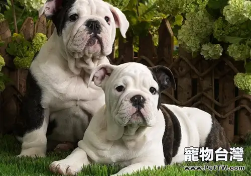 狗狗睫毛生長異常有哪些情況(1圖)-寵物台灣