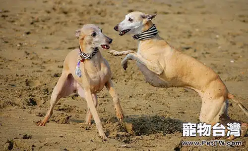 惠比特犬寶寶剛進家要注意什麼(1圖)-寵物台灣
