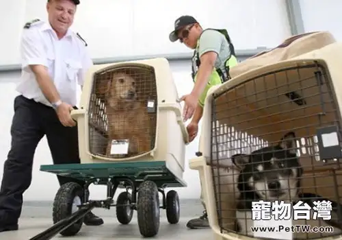 寵物托運航空公司怎麼選？