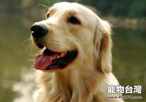 飼養黃金獵犬有什麼要點