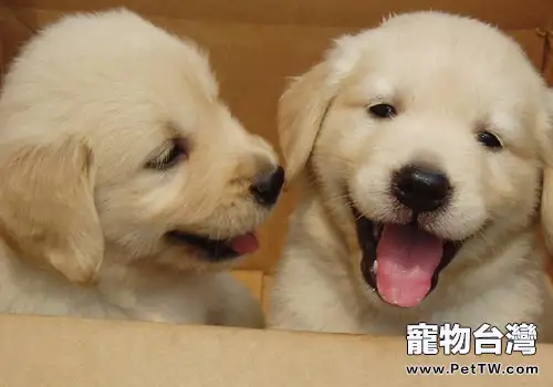 飼養黃金獵犬有什麼要點