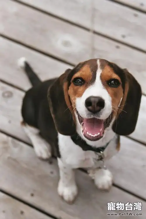 米格魯獵兔犬的外形特徵