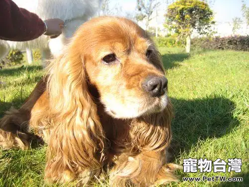 英卡犬和美卡犬的區分辦法