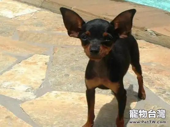 關於小鹿犬的飼養和訓練