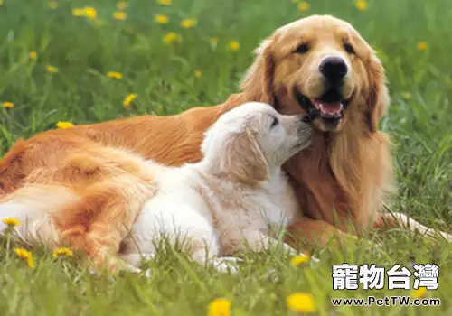 狗狗的發情週期特點（1圖）-寵物台灣