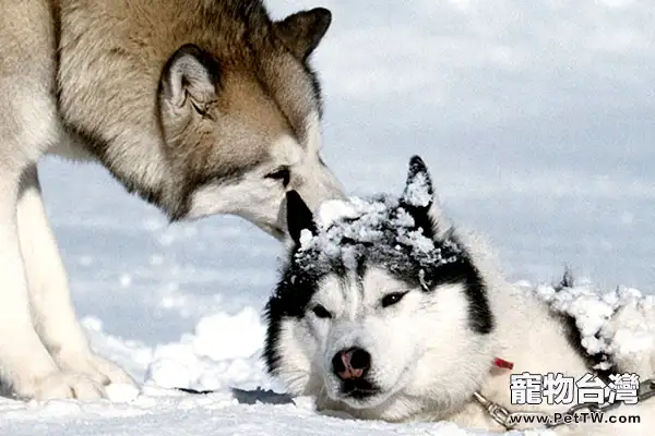 西伯利亞雪橇犬的訓練方法