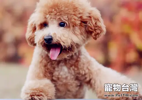 怎麼讓狗狗停止吠叫