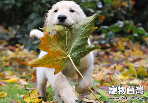 幼犬需要重視的問題有哪些