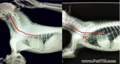 夏天我的愛犬不願遛彎了，是太熱了還是潛在疾病？