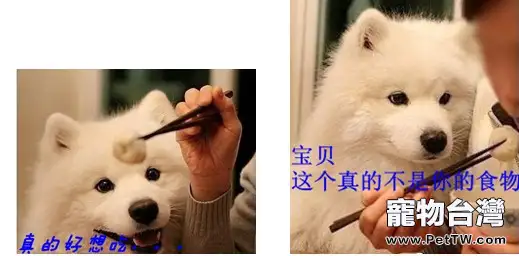 給您的愛寵吃什麼才是更好的
