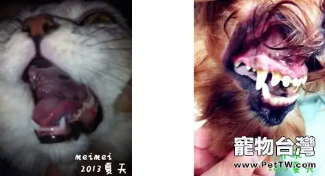 給您的愛寵吃什麼才是更好的