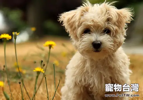 怎麼幫助狗狗入睡