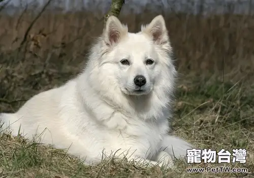 孕婦被狗咬該怎麼辦