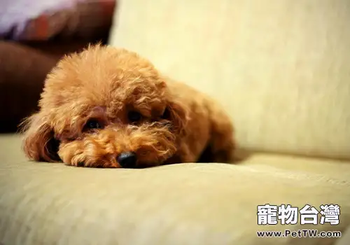 孕婦被狗咬該怎麼辦（共2張圖片）-寵物台灣