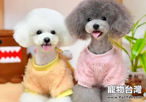 怎麼保證狗狗正常發情