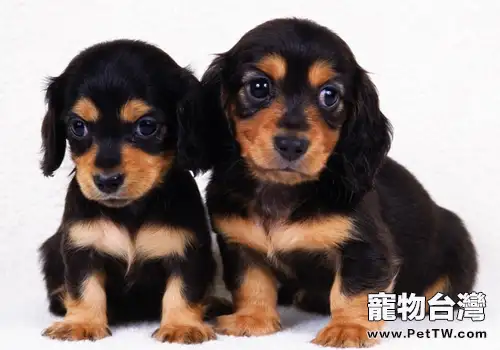 怎麼保證狗狗正常發情