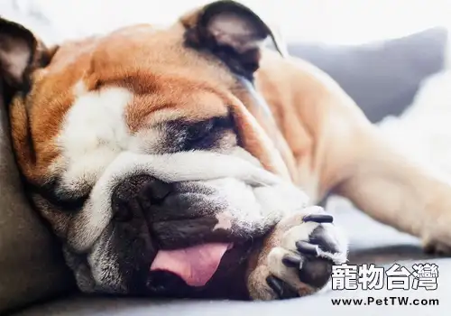 狗狗身上出現怎樣的腫塊危險性小