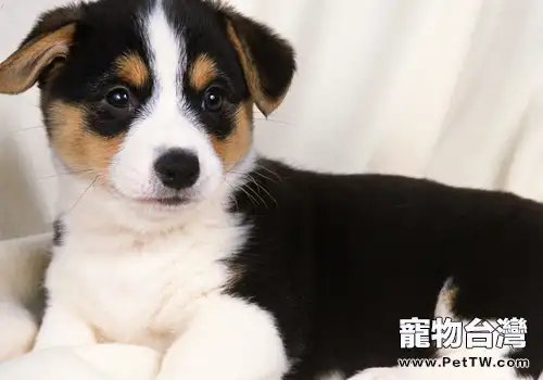 狗能否懂得主人的人際關係(1圖)-寵物台灣