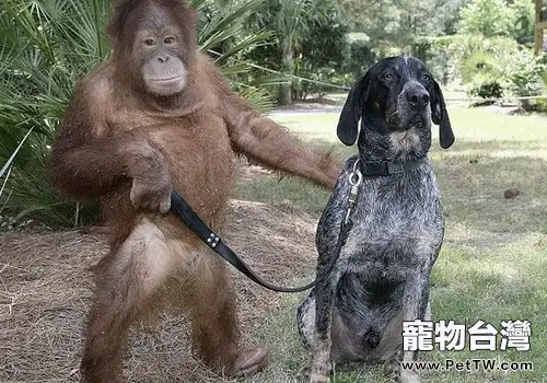 狗比猩猩更懂人類？