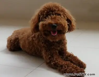如何擁有一個健康的泰迪犬