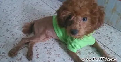 如何擁有一個健康的泰迪犬