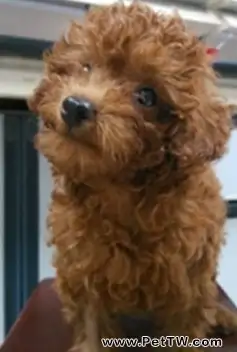 如何擁有一個健康的泰迪犬