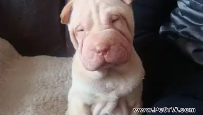 犬細小病毒病的簡單認識(1圖)-寵物台灣