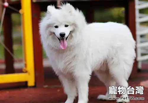 老年犬常見問題及飼養注意