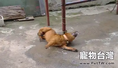 犬有機磷中毒的症狀及治療(共2張圖片)-寵物台灣