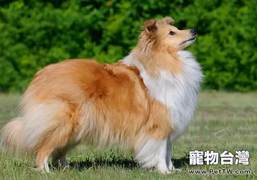 不同被毛的梳理方式(1圖)-寵物台灣