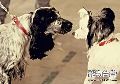 狗狗碰鼻子有哪些意義