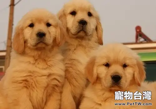 狗狗碰鼻子有哪些意義