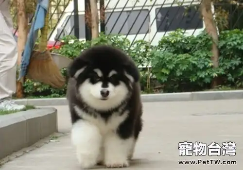 剛抱回家的幼犬散養注意事項(1圖)-寵物台灣