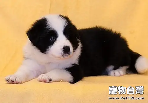 狗狗飼養相關準則(共2張圖片)-寵物台灣