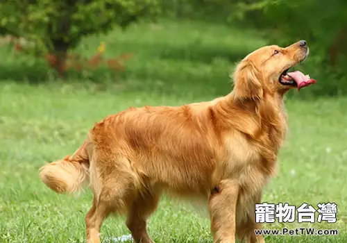 犬腸炎處理