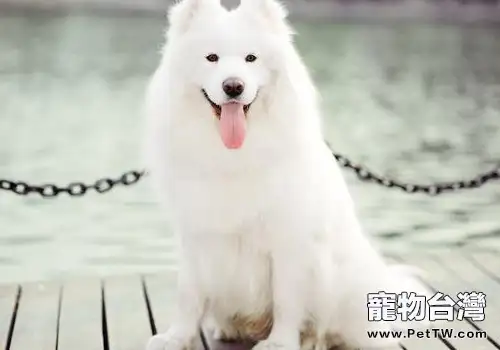 白色被毛犬種的常見病