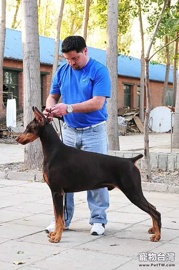 關於杜賓種母犬在繁殖中的地位