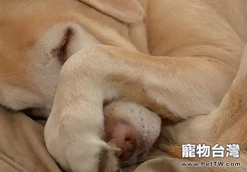 安樂死方式介紹(1圖)-寵物台灣